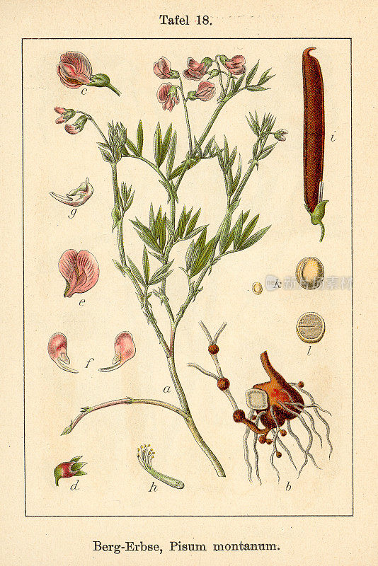 植物学FiA v09 t18 Pisum montanum